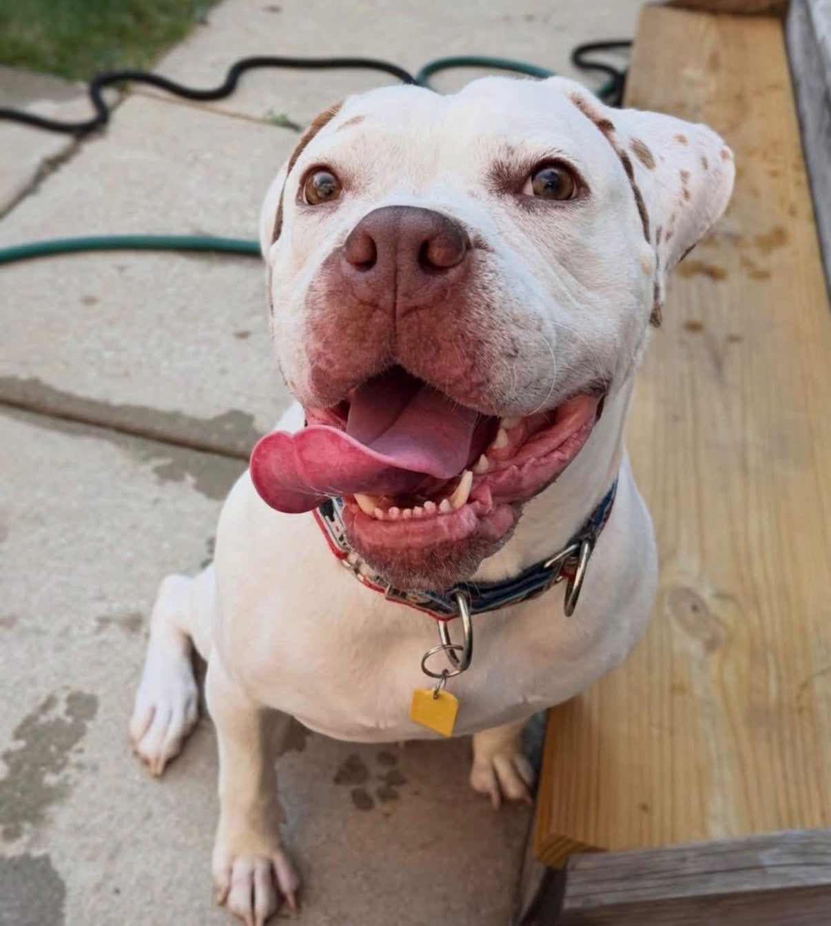 Pet Portrait Pinchpot Workshop - 9/20 Sun. 1-3:30pm - Benefiting CHI-TOWN PITTIES Rescue
