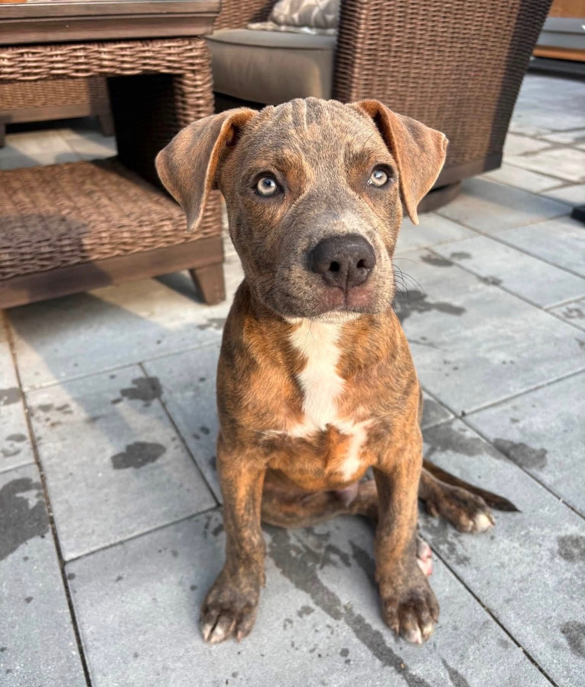Pet Portrait Pinchpot Workshop - 9/20 Sun. 1-3:30pm - Benefiting CHI-TOWN PITTIES Rescue