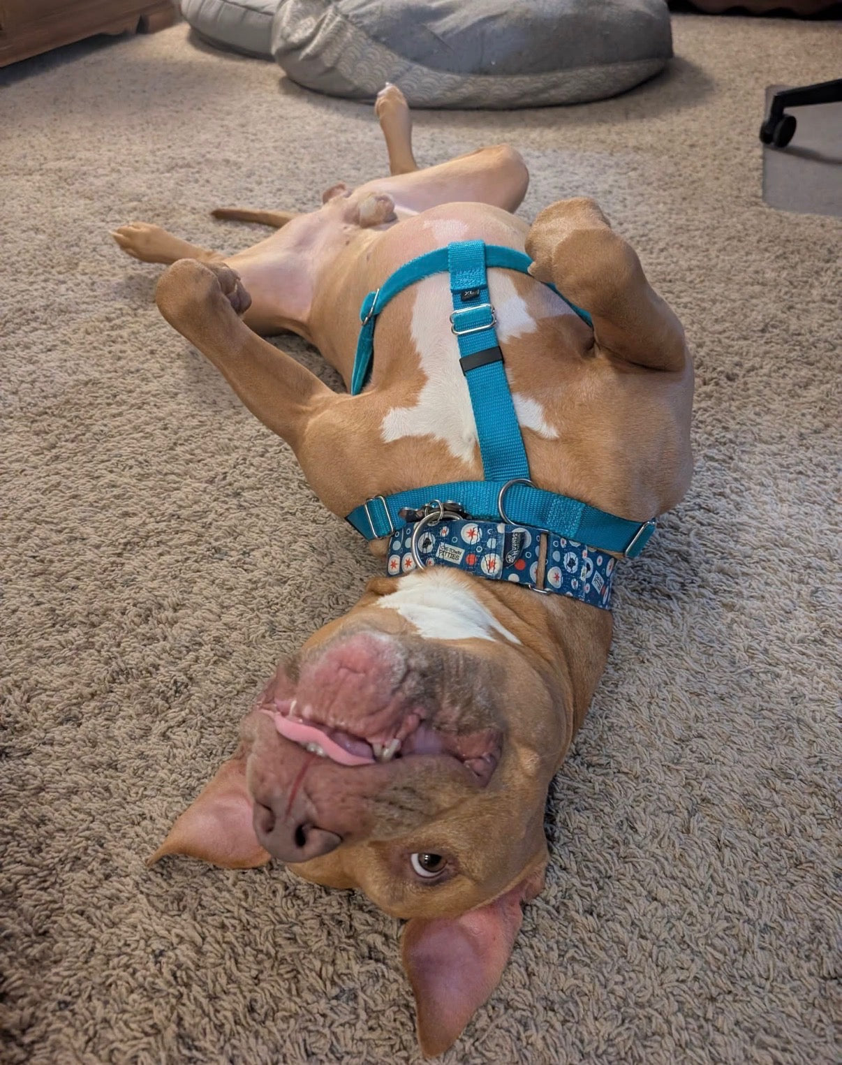 Pet Portrait Pinchpot Workshop - 9/20 Sun. 1-3:30pm - Benefiting CHI-TOWN PITTIES Rescue